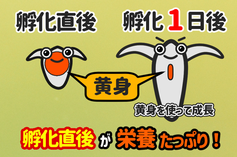 ブラインシュリンプ、1日経過後のイラストイメージ