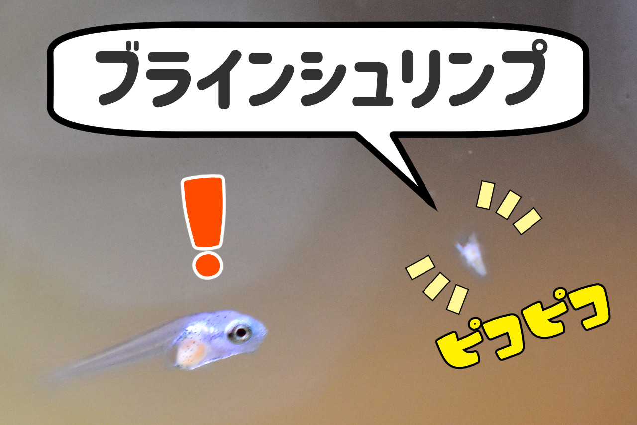 ブラインシュリンプとベタの稚魚