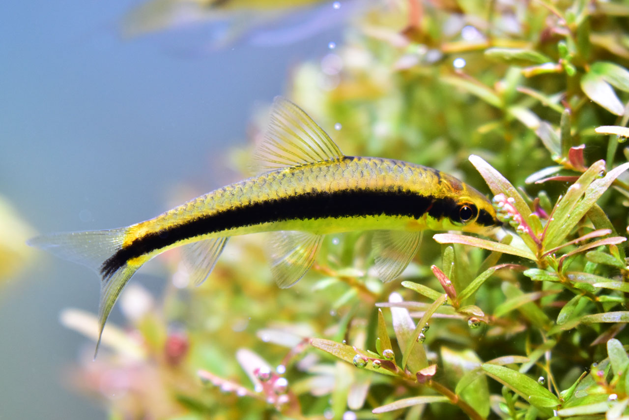 水草の葉についたコケを食べているサイアミーズフライングフォックス