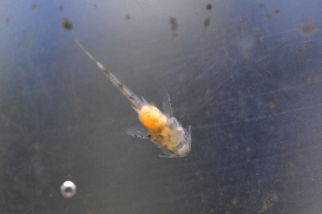 ブラインを食べたオトシンネグロの稚魚