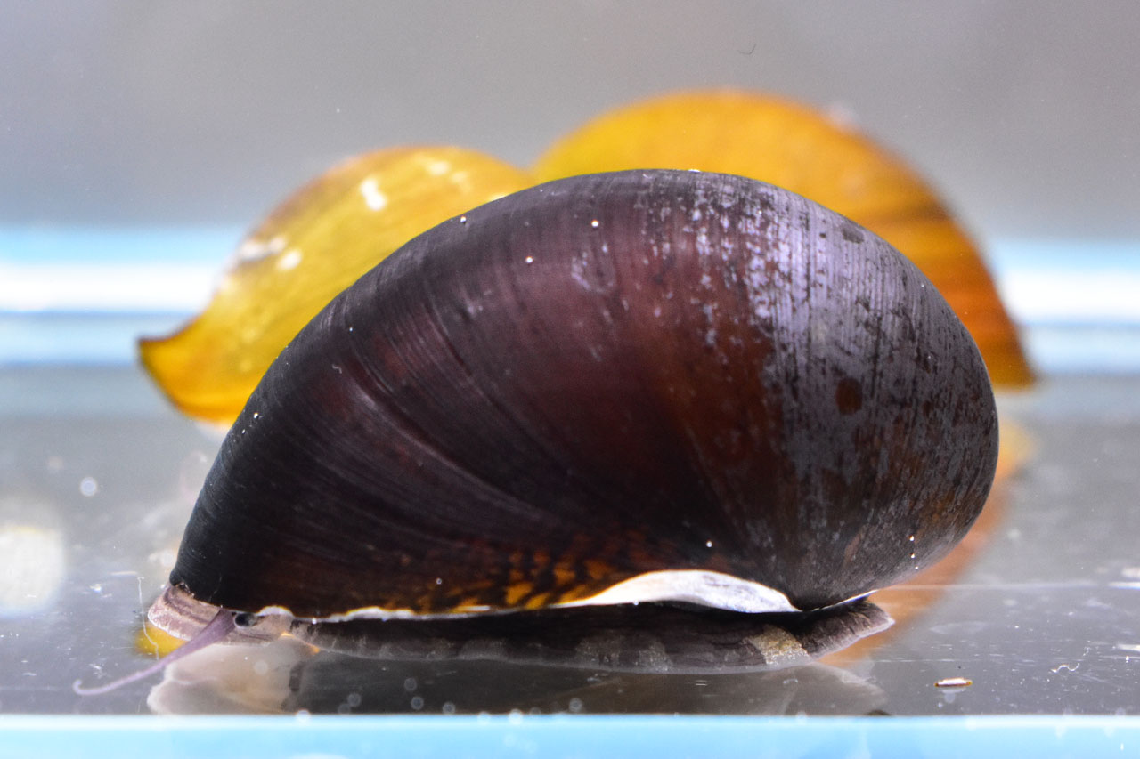 横から見たカバクチカノコガイ