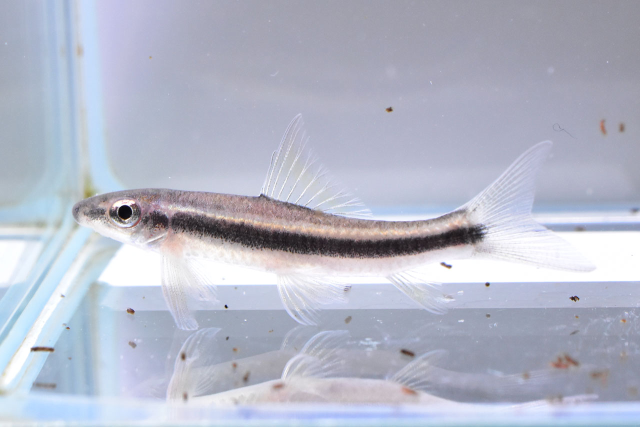 Garra cambodgiensis（サイアミーズフライングフォックスの偽物とされる魚）