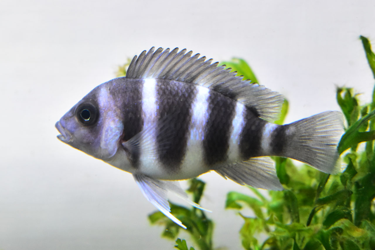 お腹がパンパンになったギベローサの幼魚