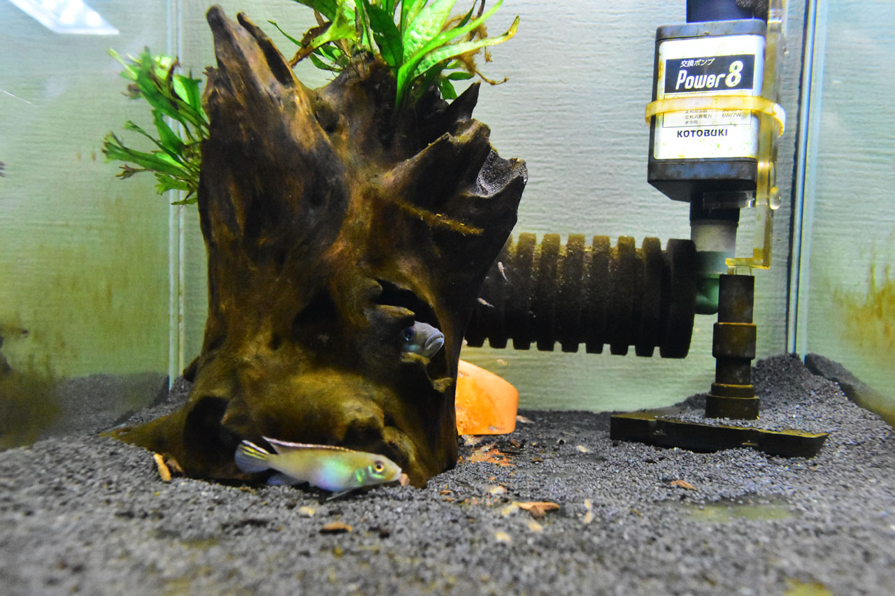 流木を巣穴にしているナノクロミス・パリルス