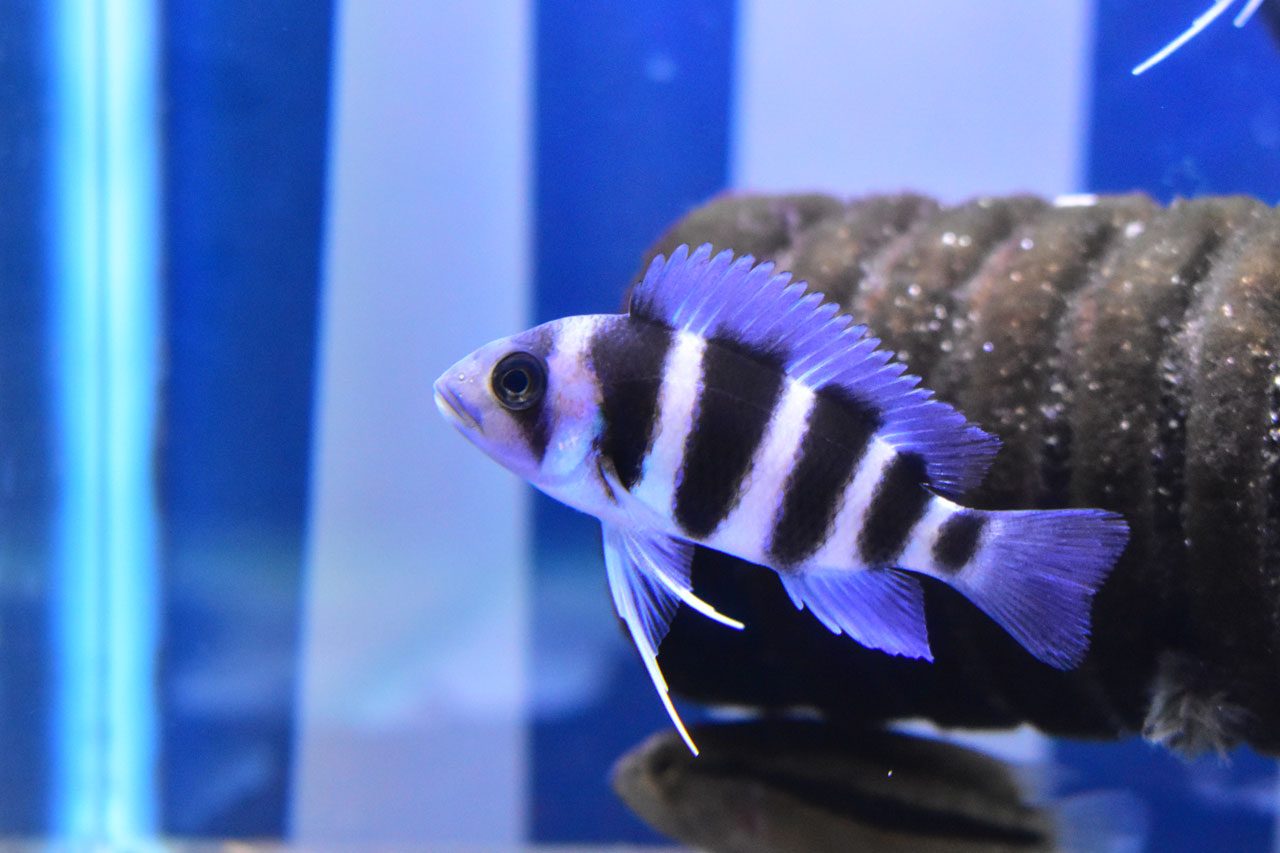 キフォティラピア・ギベローサの幼魚(モバ)