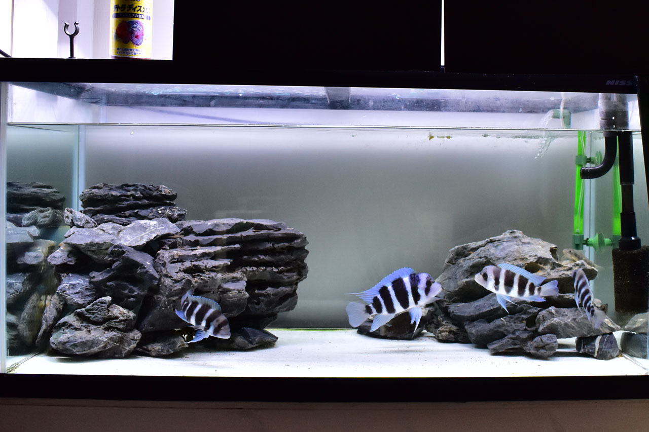 キフォティラピアが泳ぐ90cm水槽