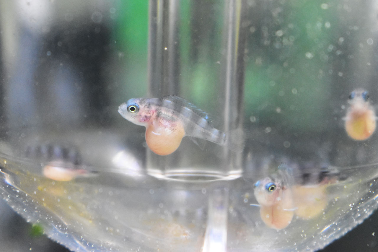 浮上したキフォティラピア・ギベローサの稚魚(孵化後20日ほど)