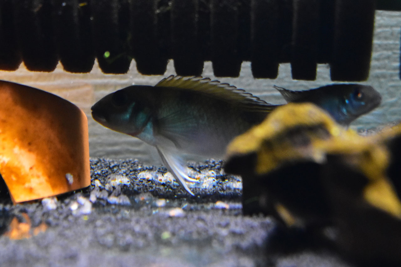 巣穴から出てきたナノクロミス・パリルスの稚魚と親