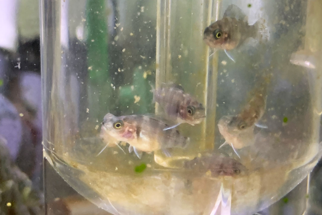 ヨークサックがお腹の中に入りそうなキフォティラピア・ギベローサの稚魚