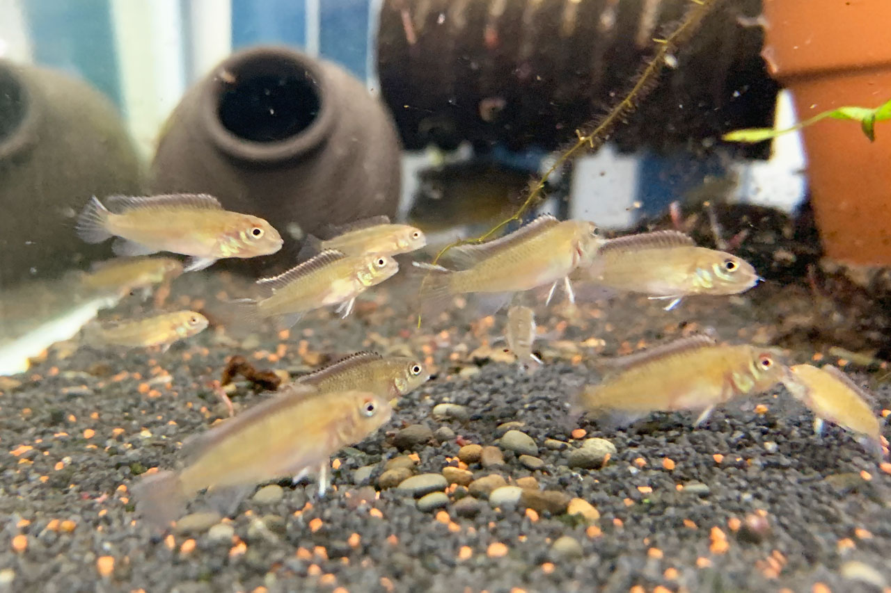 孵化後3ヶ月ぐらいのナノクロミス・パリルスの稚魚