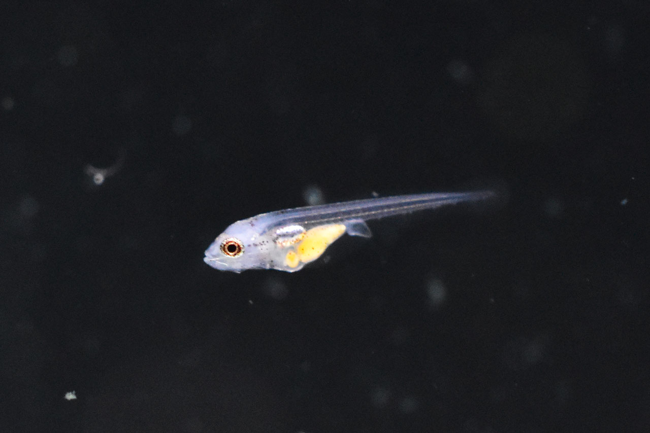 ブラインシュリンプを食べ始めたグローライトテトラの稚魚