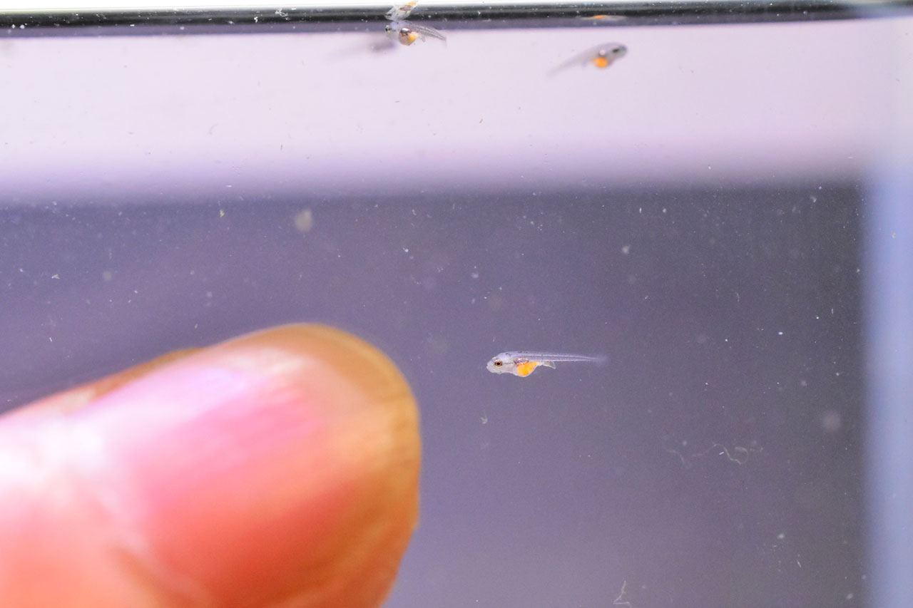 ブラインシュリンプを食べ始めたグローライトテトラの稚魚と人差し指のサイズ比較