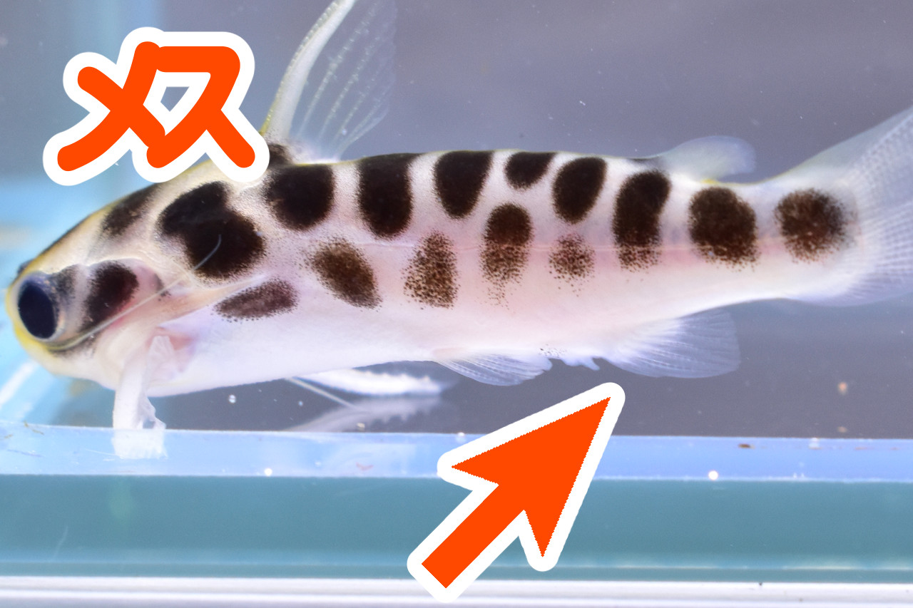 ゴールデンレオパードタティアのメスの尻ビレ