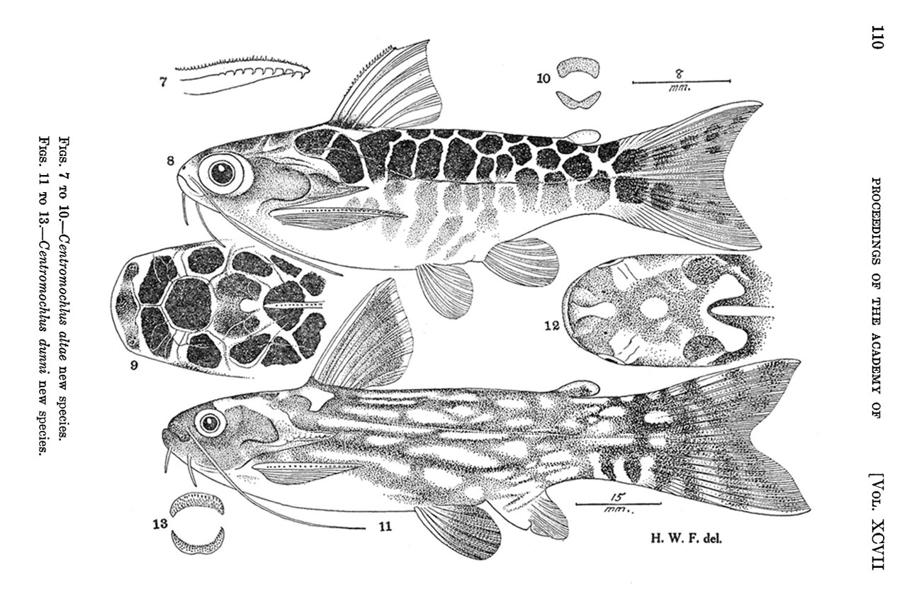 Colombian Zoological Survey. Part I: The Fresh-Water Fishes Obtained in 1945にあるCentromochlus altaeのスケッチ図