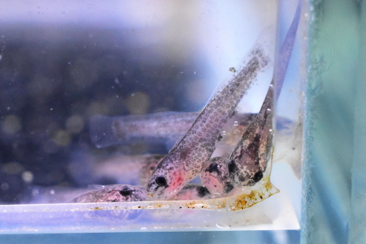 ゴールデンレオパードタティアの稚魚たち