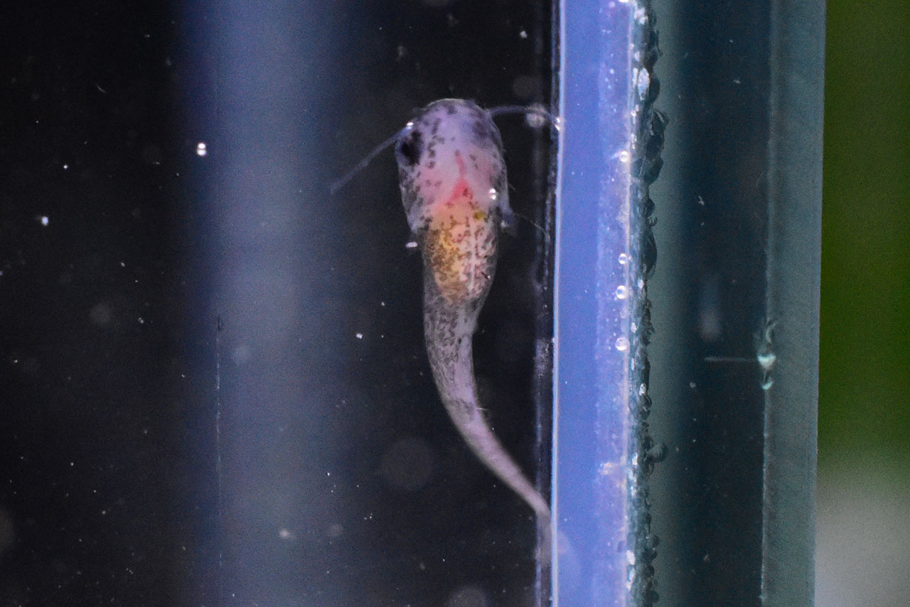 ゴールデンレオパードタティアの稚魚