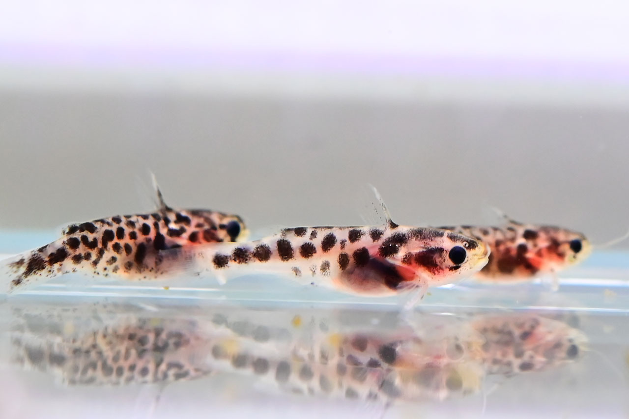 孵化後2ヶ月ほどのゴールデンレオパードタティアの稚魚