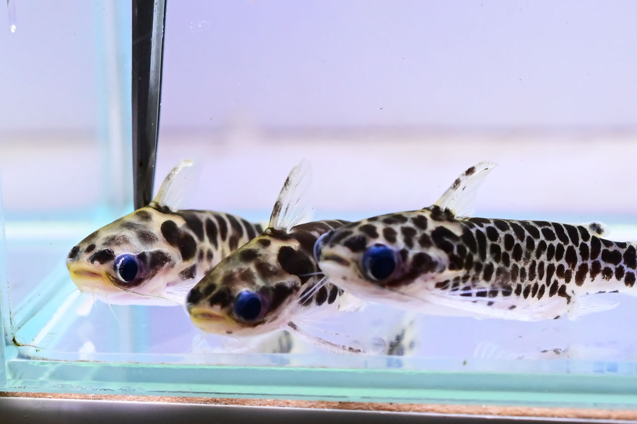 3匹のゴールデンレオパードタティア
