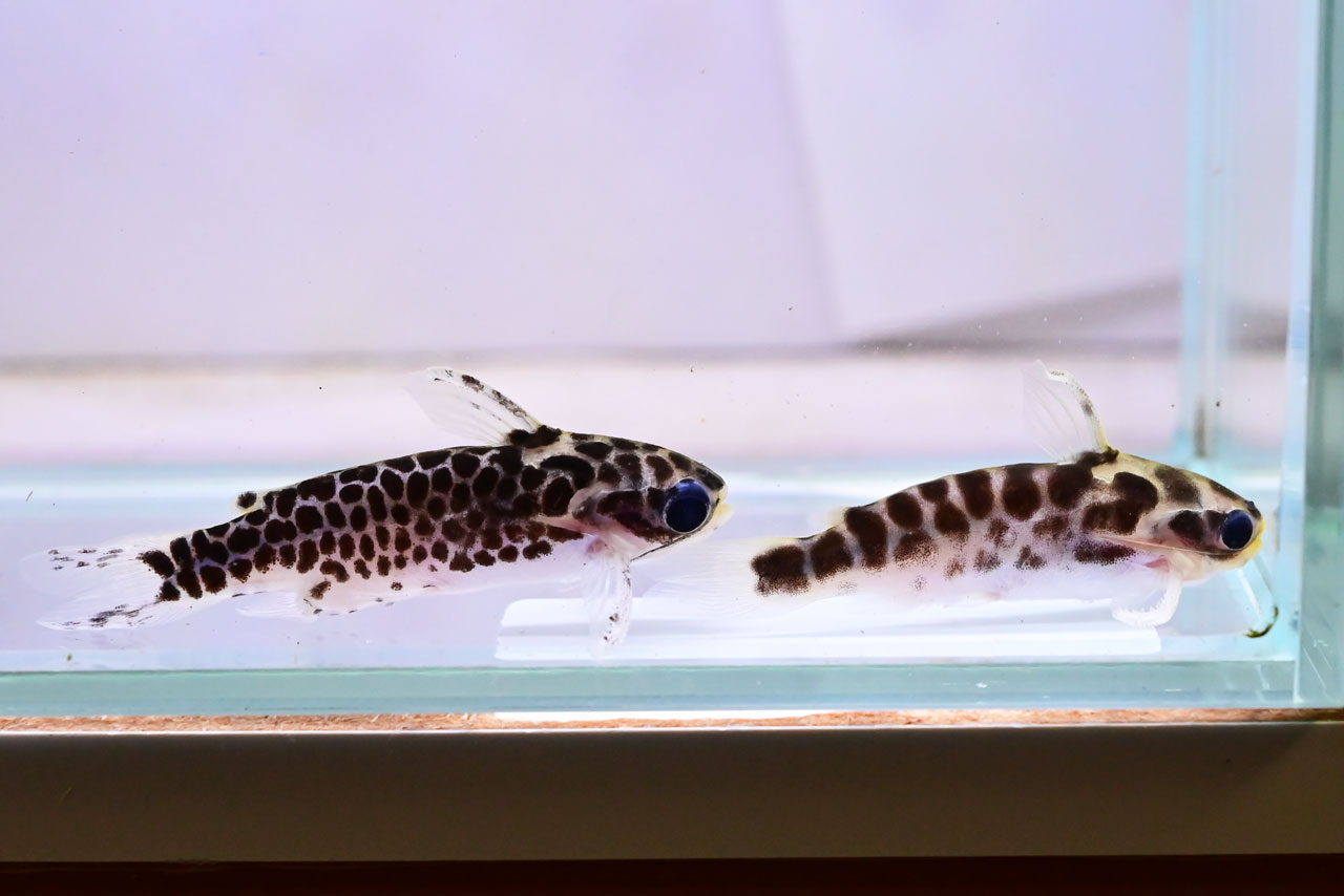 タイプの違う2種類のゴールデンレオパードタティア