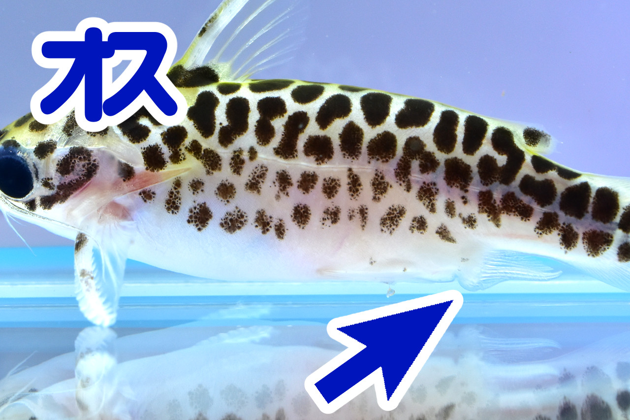 ゴールデンレオパードタティアのオスの尻ビレ