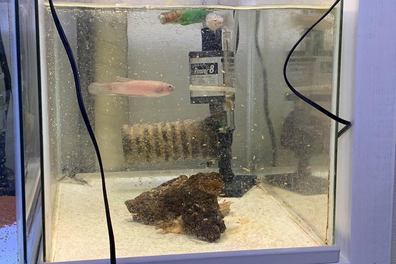 ベタ・ユニマクラータの稚魚放出まで、なぜか成功した水槽。