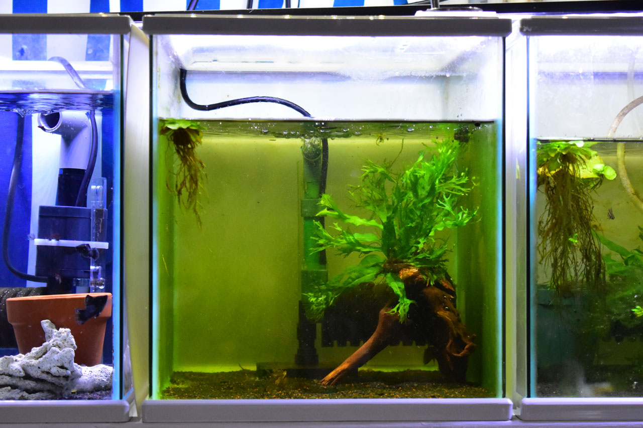 ベタ・ルブラの繁殖水槽