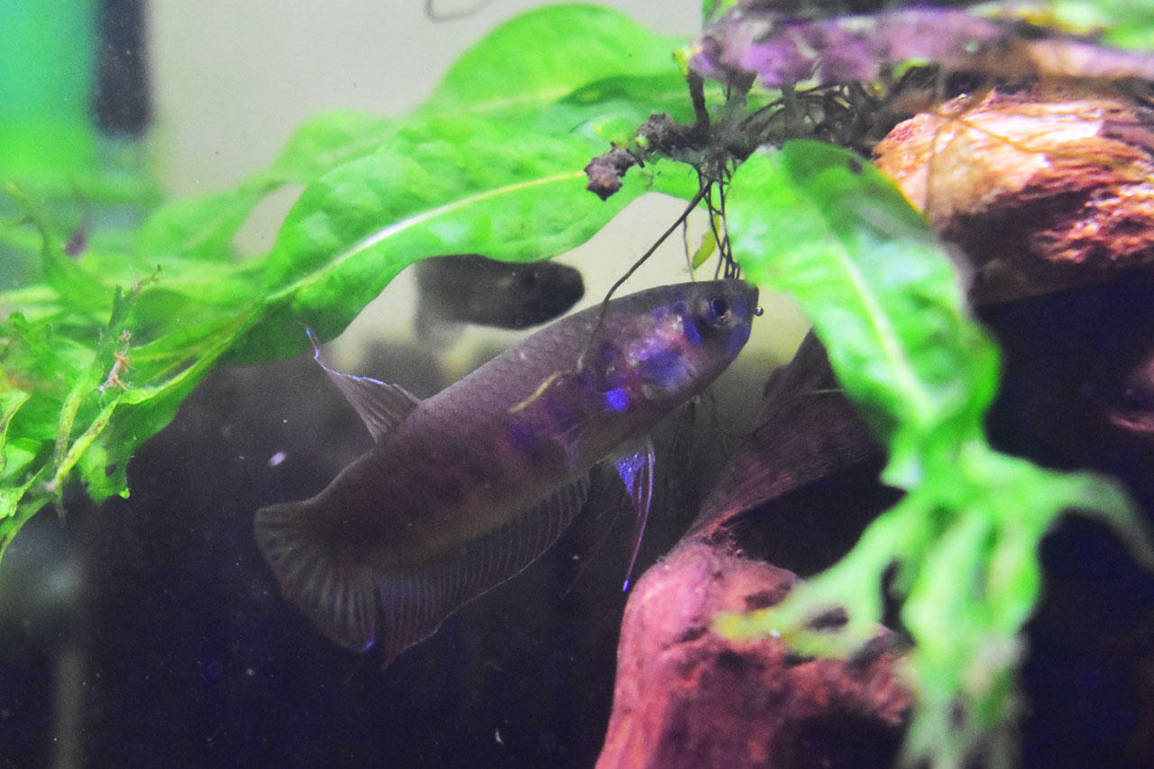 ベタ・ルブラ、発色していないオス