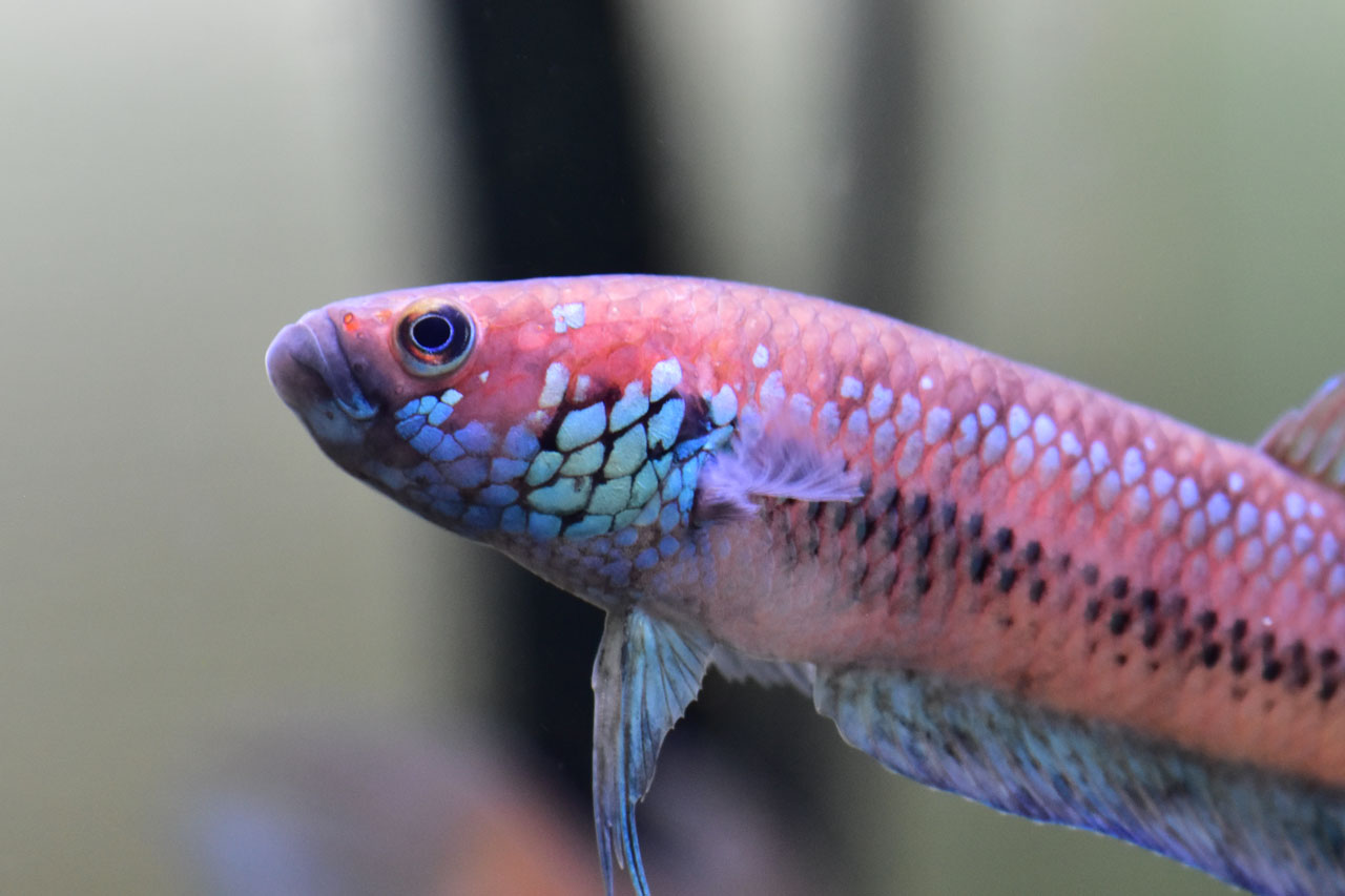 卵を食べたベタ・ユニマクラータ