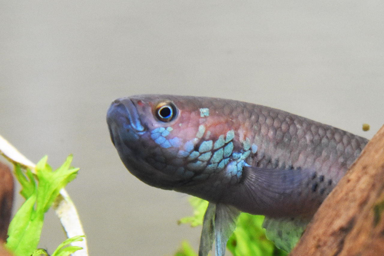 卵を咥えたベタ・ユニマクラータのオス