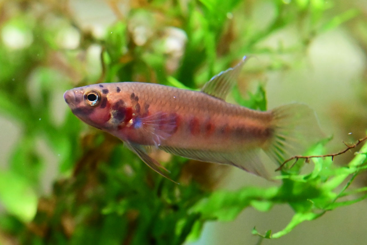 発色していないベタ・ルブラのオス