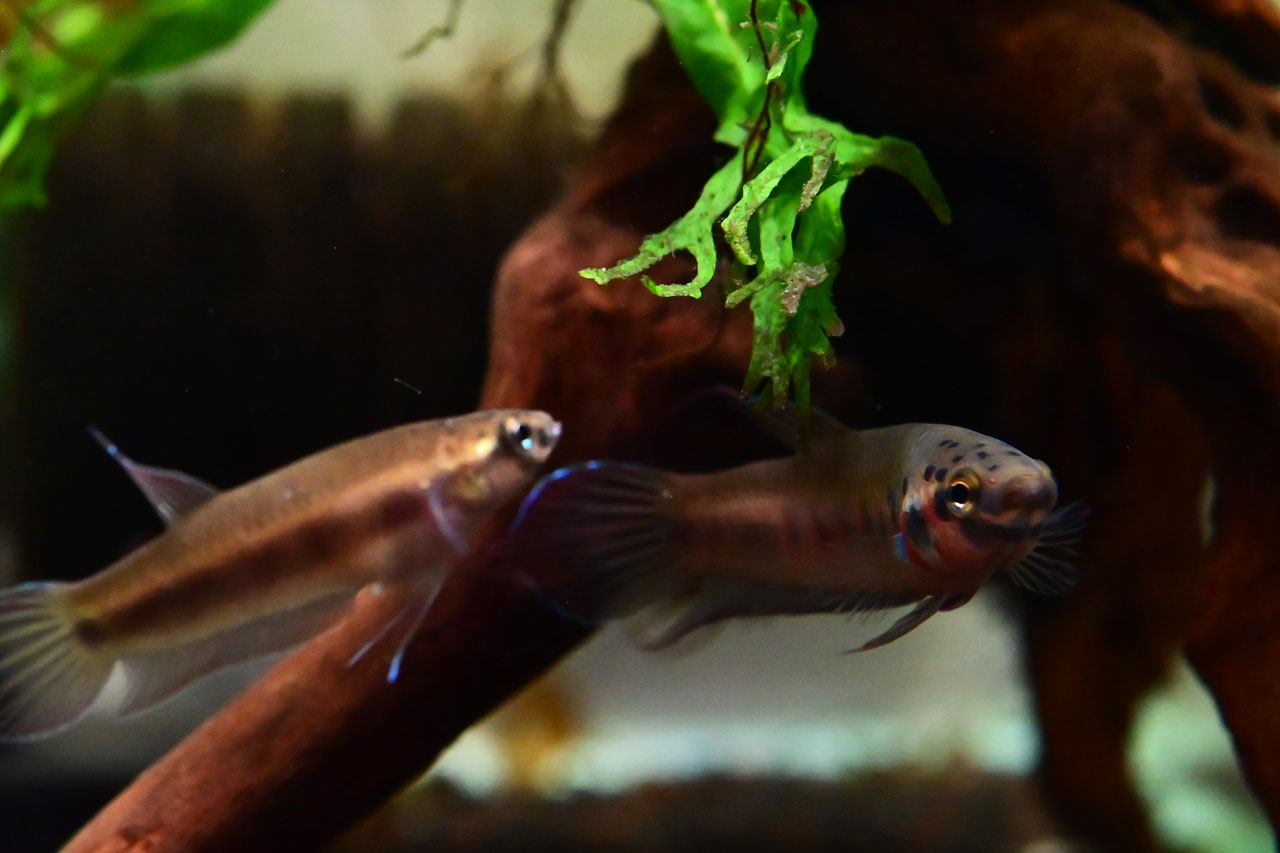 物陰に隠れるベタ・ルブラたち