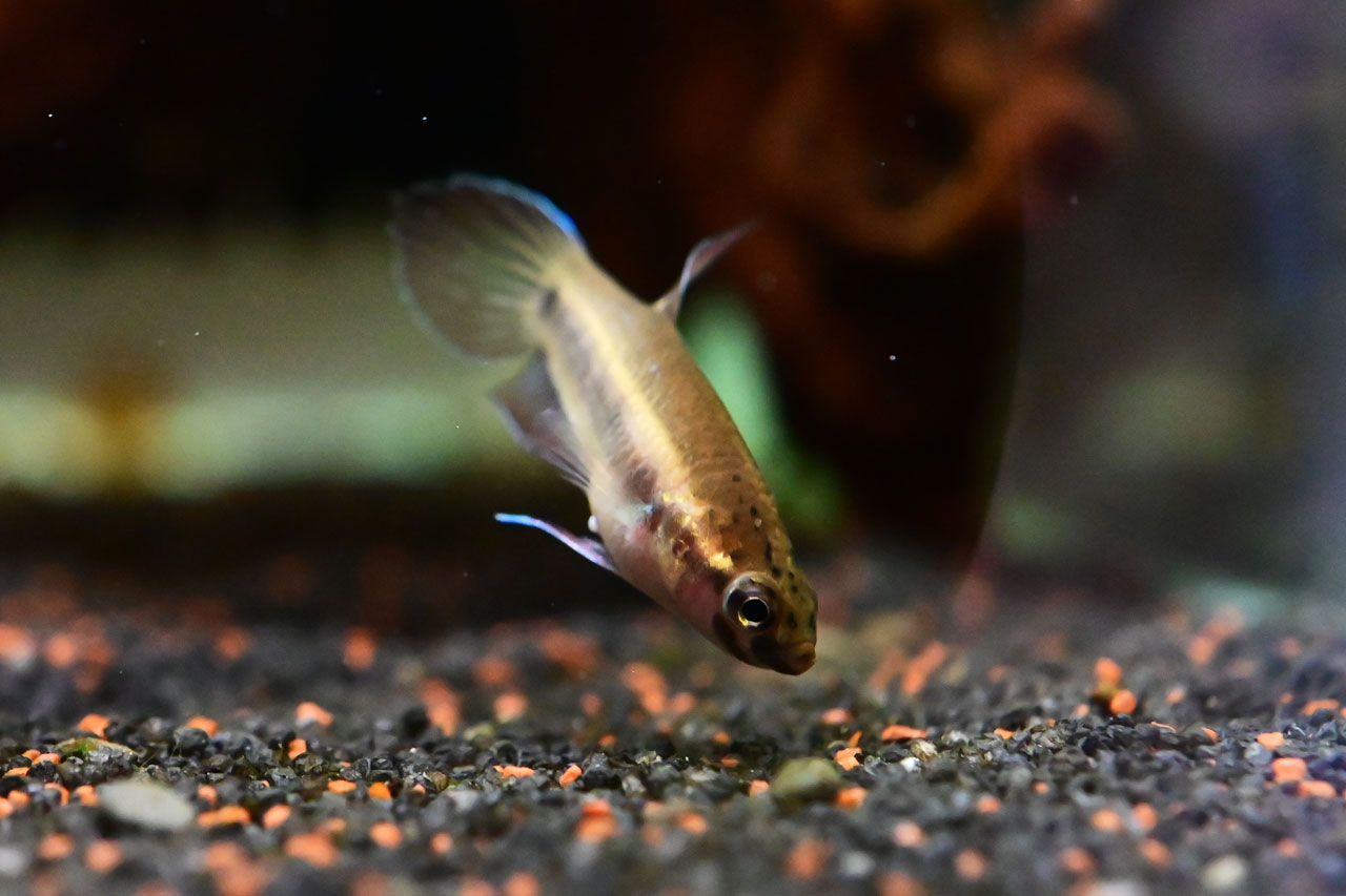 底のエサをついばむベタ・ルブラのメス