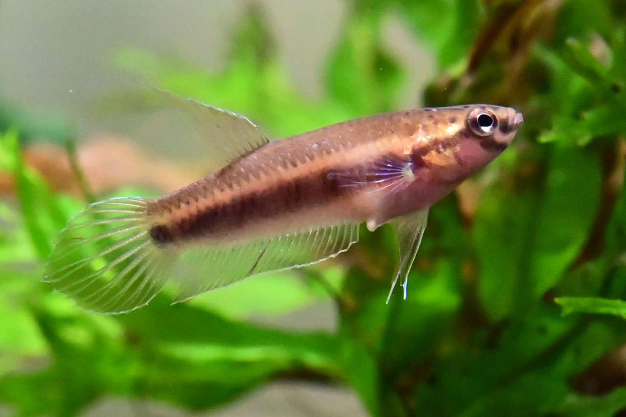 ベタ・ルブラのメス