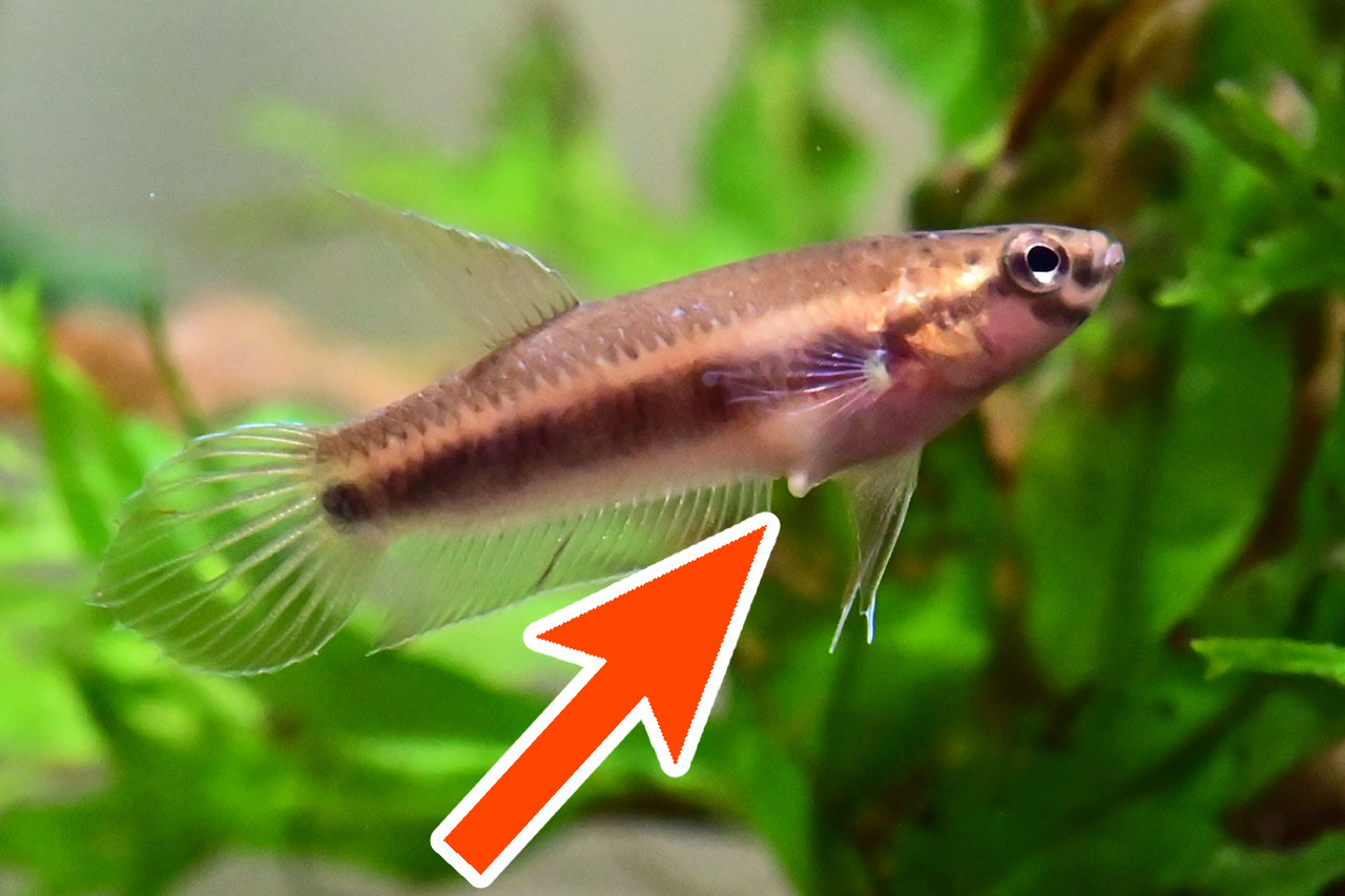 ベタ・ルブラのバキバキの卵管