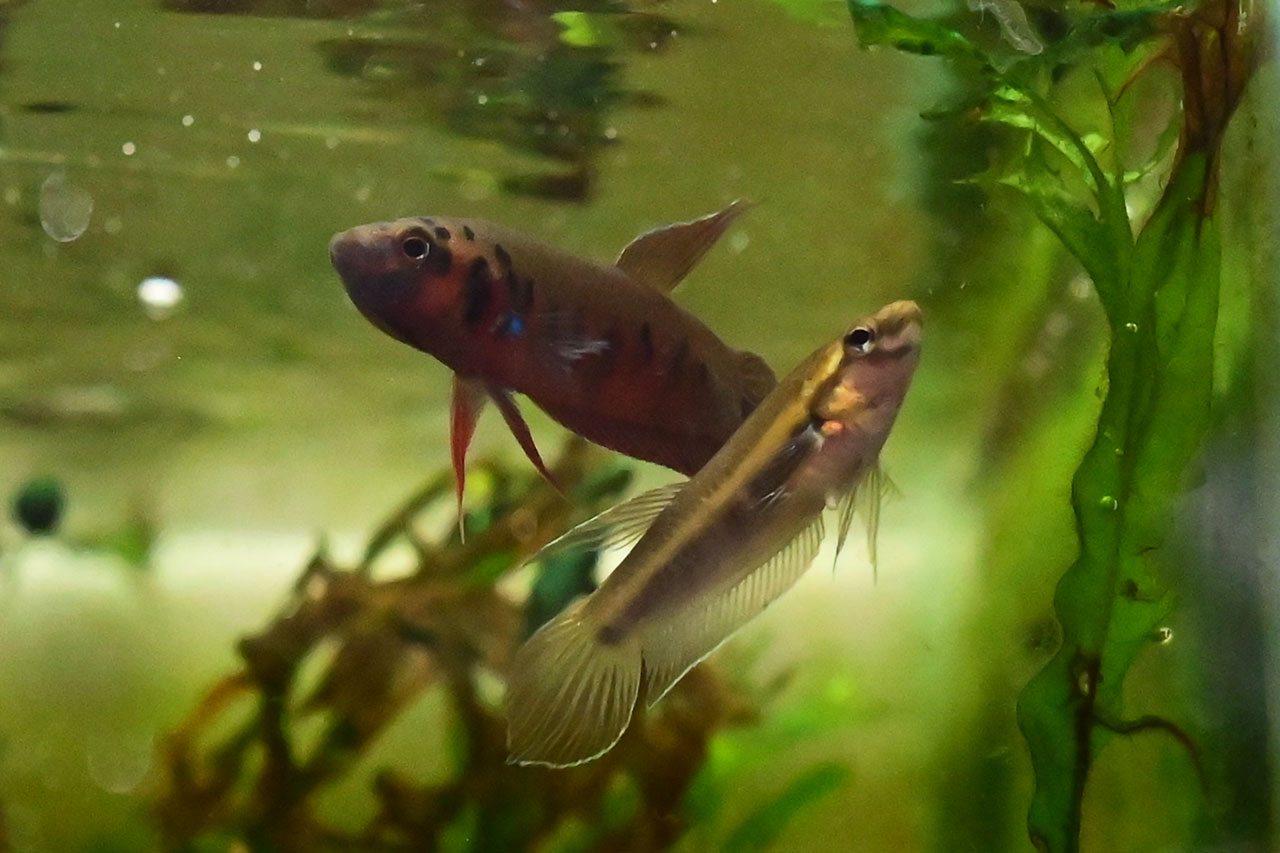 雌雄のベタ・ルブラ