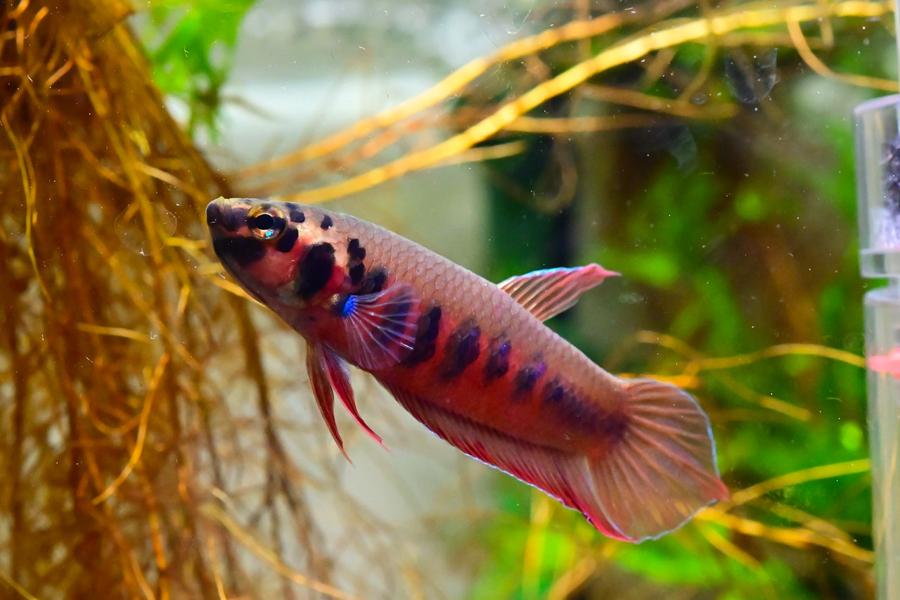 ベタ・ルブラのオス