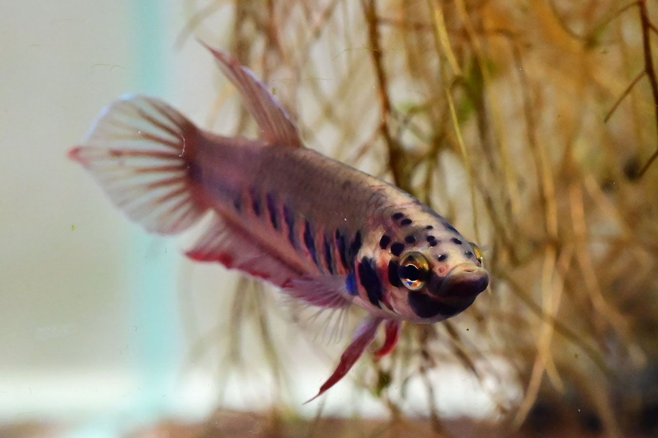 ベタ・ルブラのオス（あまり赤くなっていない）