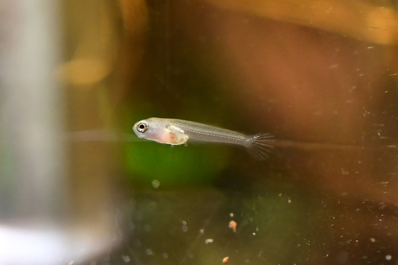 ベタ・ルブラ、ヨークサック吸収しきりそうな稚魚