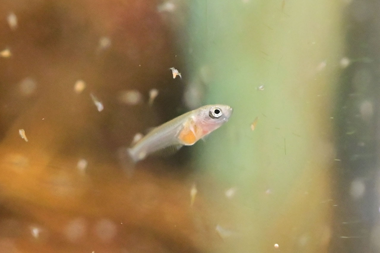 ブラインシュリンプを食べるベタ・ルブラの稚魚