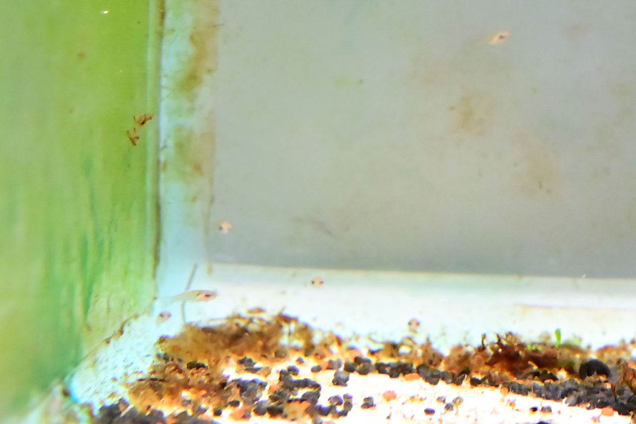 ベタ・ルブラ、散らばった稚魚