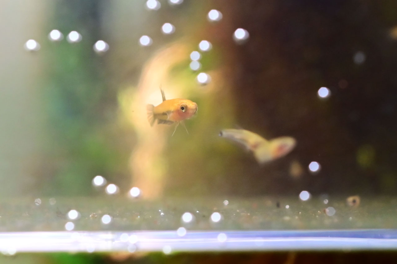 成長したベタ・ルブラの稚魚