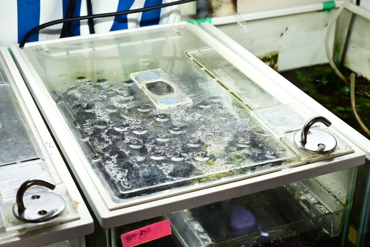 水槽フタを加工してガッチリ塞いだ様子