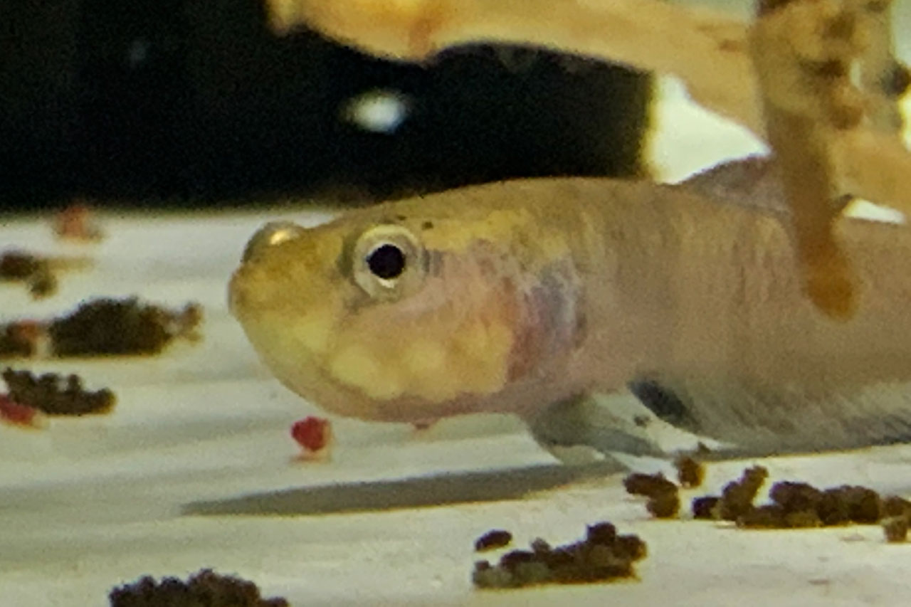 咥卵しているベタ・チャンノイデスのオス