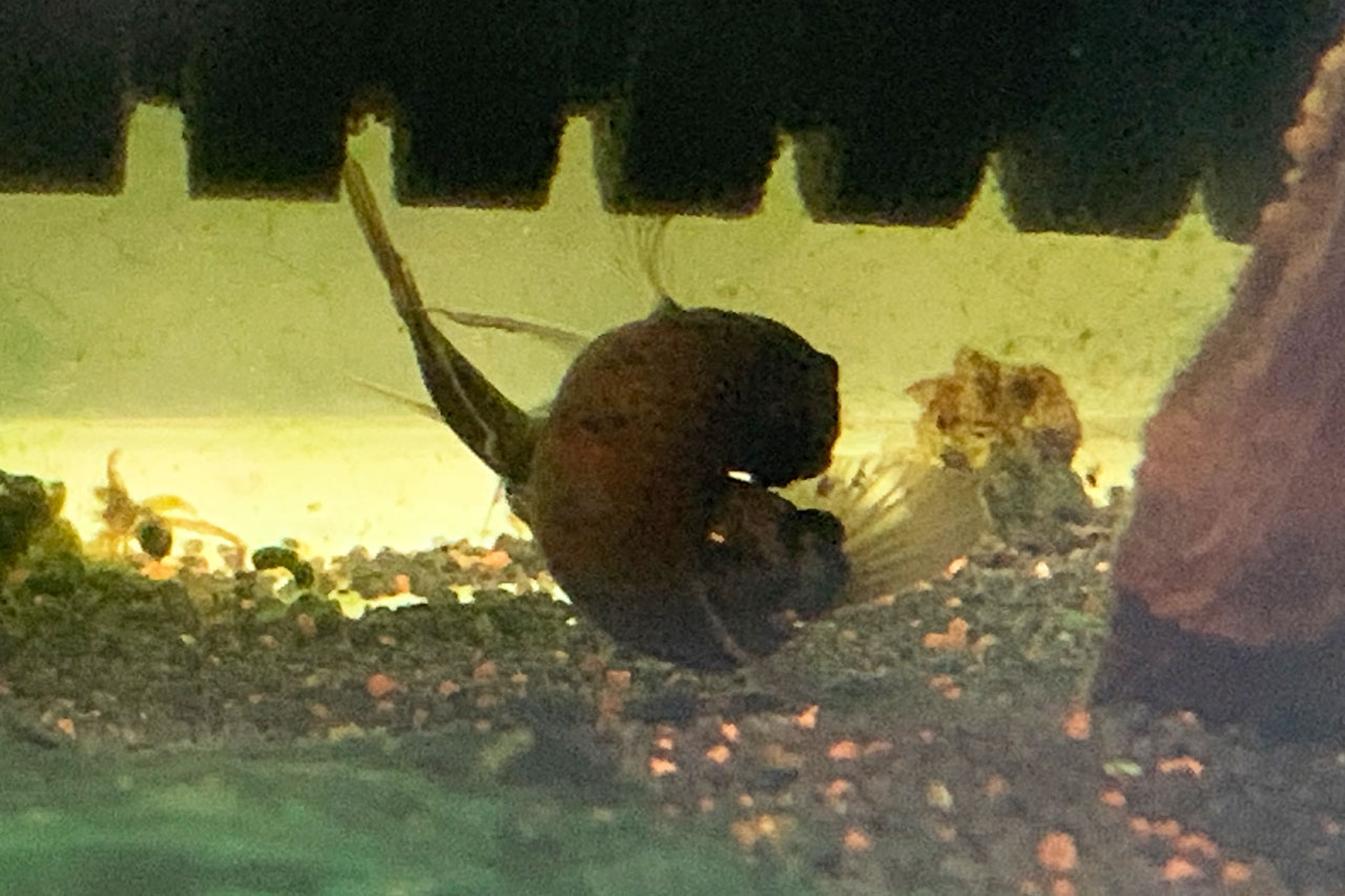 ベタ・ルブラの産卵行動