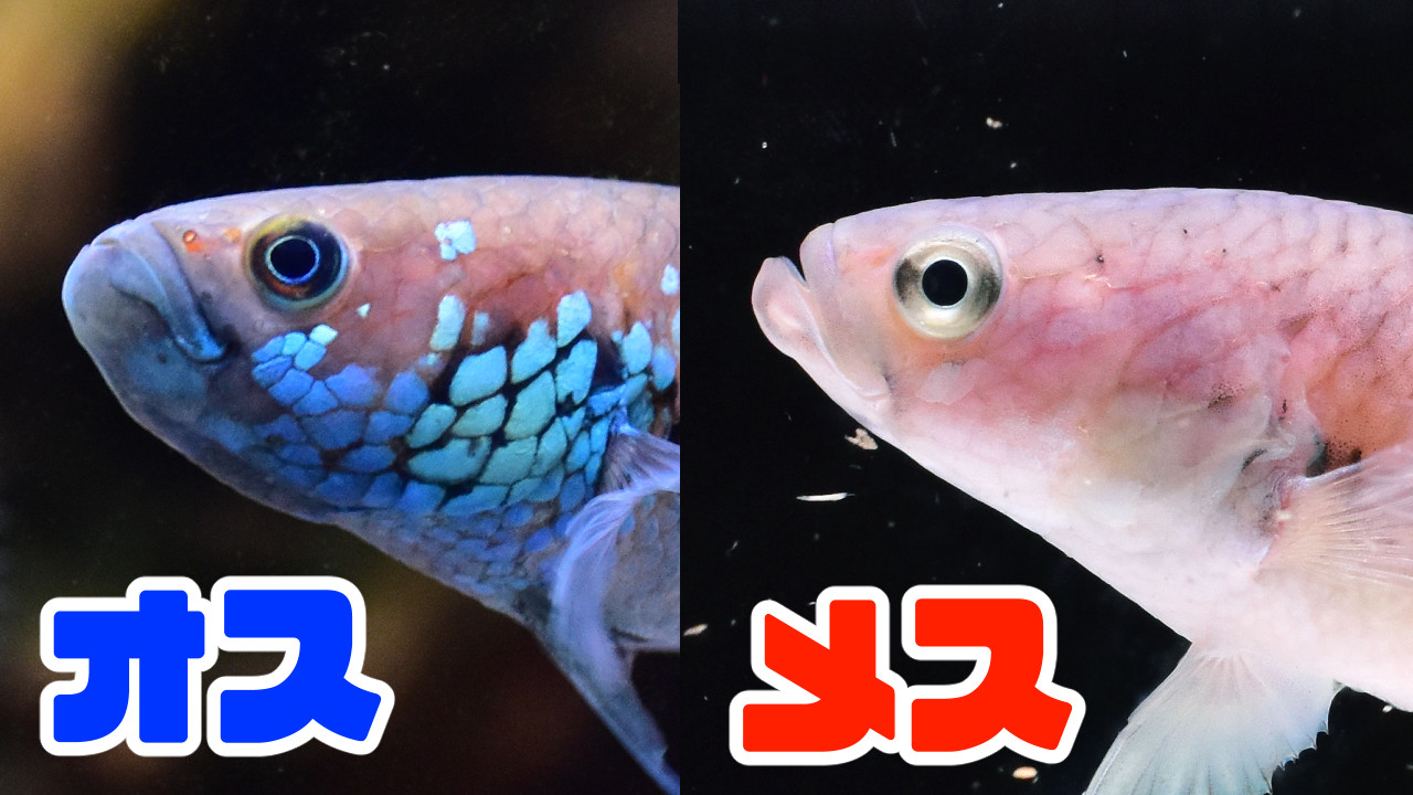 ユニマクラータの雌雄判別方法（頭部）