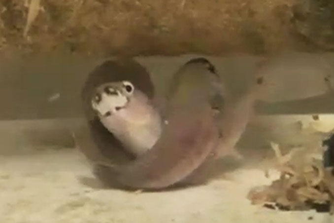 産卵するベタ・ユニマクラータのペア