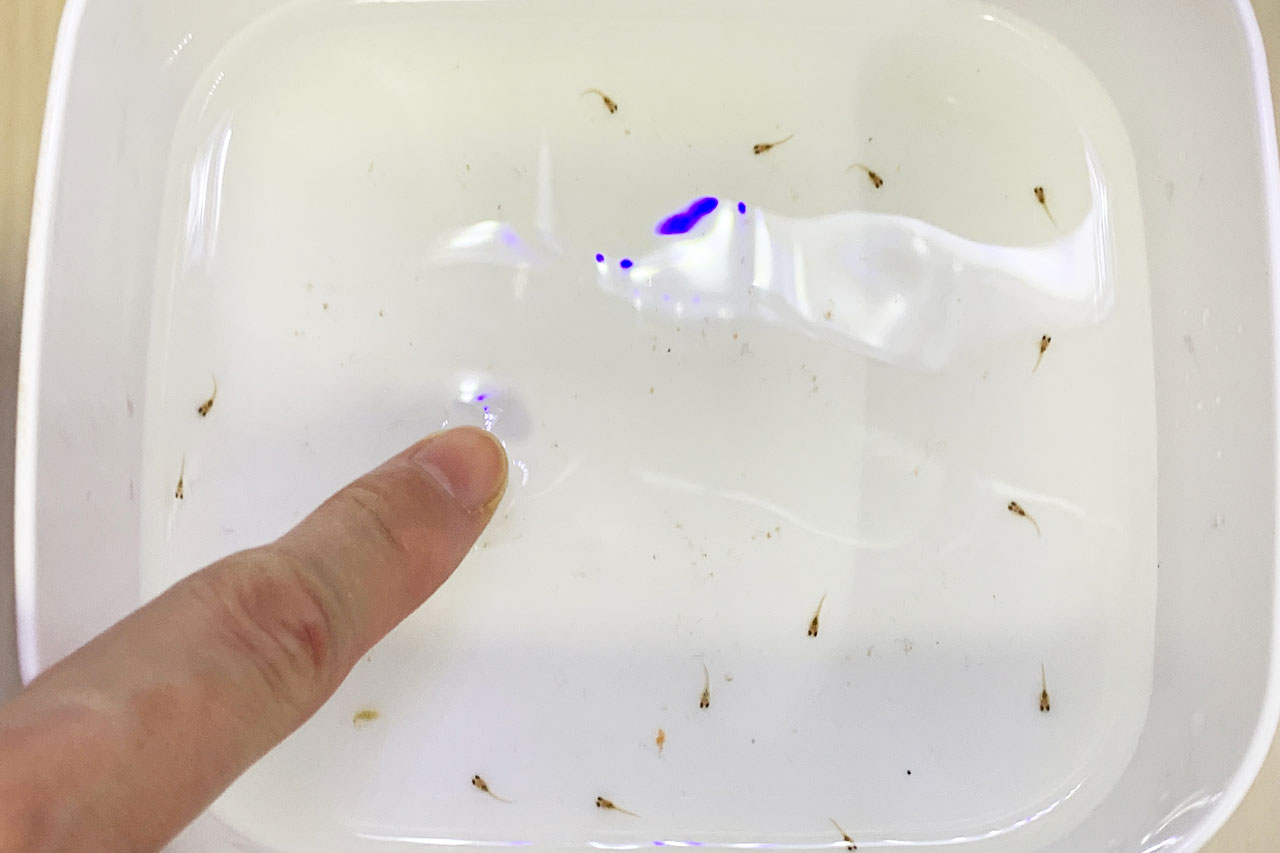 ベタ・ユニマクラータ、口から飛び出た稚魚