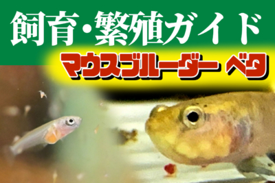 マウスブルーダー型ベタ、飼育・繁殖ガイド