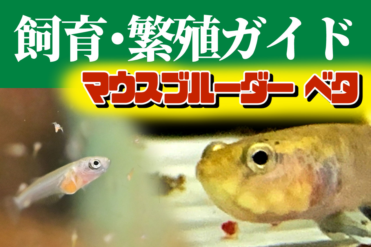 マウスブルーダー型ベタ、飼育・繁殖ガイド