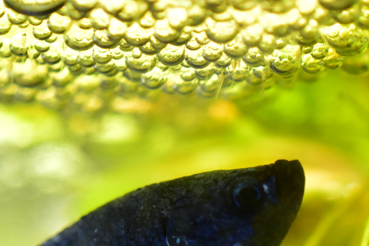 泡巣にくっついてる改良ベタ稚魚